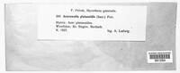 Asteromella platanoidis image